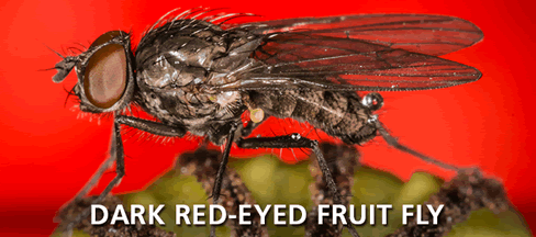 adult-fruitfly