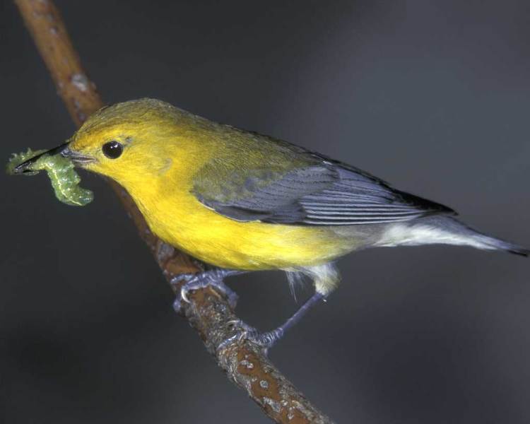 Prothonotary_Warbler_w27-10-006_l_1