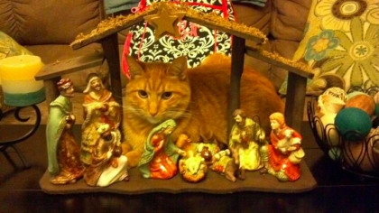 cat nativity 2
